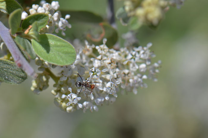 Flowers in tight clusters; Ceanothus greggii, Desert Ceanothus Ceanothus greggii, Desert Ceanothus